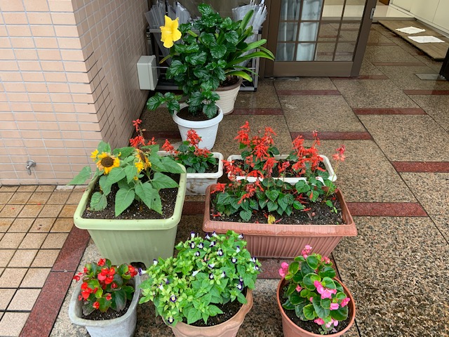 関前の花々